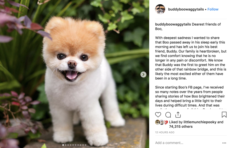 Лабрадор ретривер белый