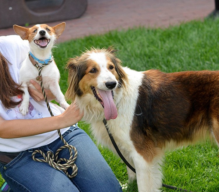 Лабрадор ретривер черный гладкошерстный