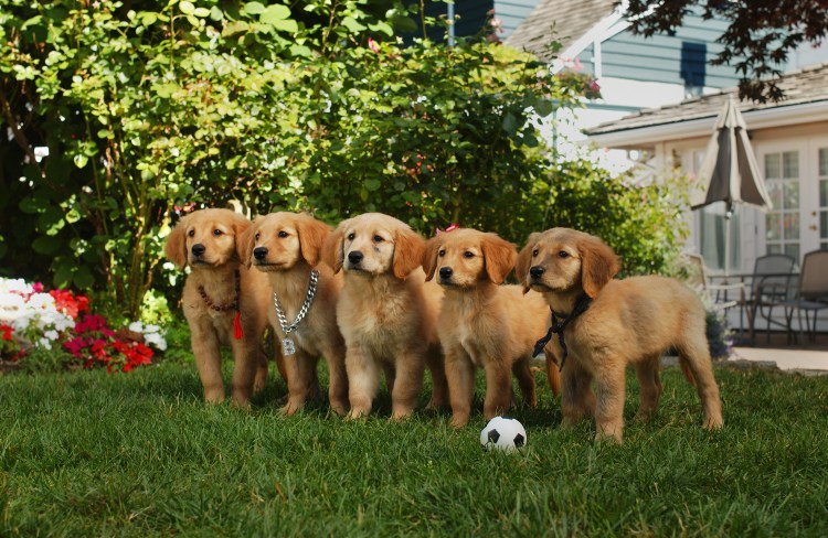 Померанский шпиц БОО