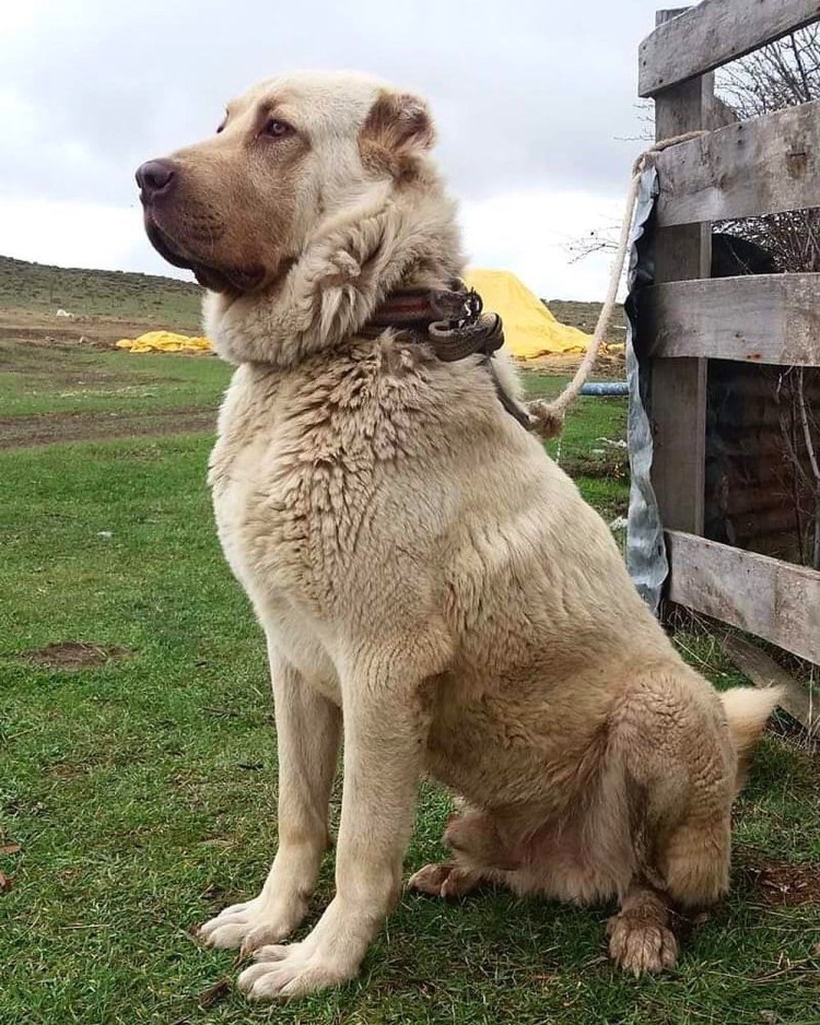 Турецкая овчарка кангал