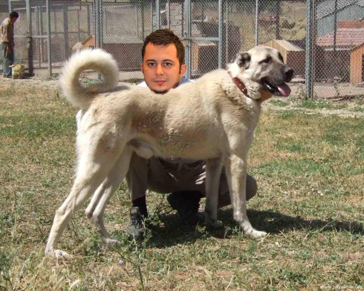 Порода турецкий кангал