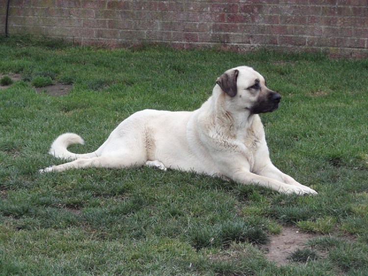 Сивас кангал собака