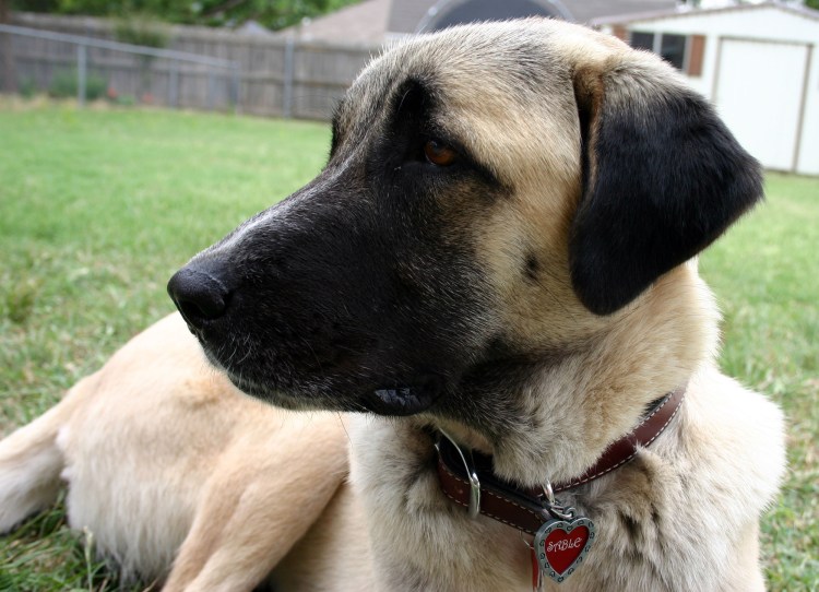 Красивые щенки кангала