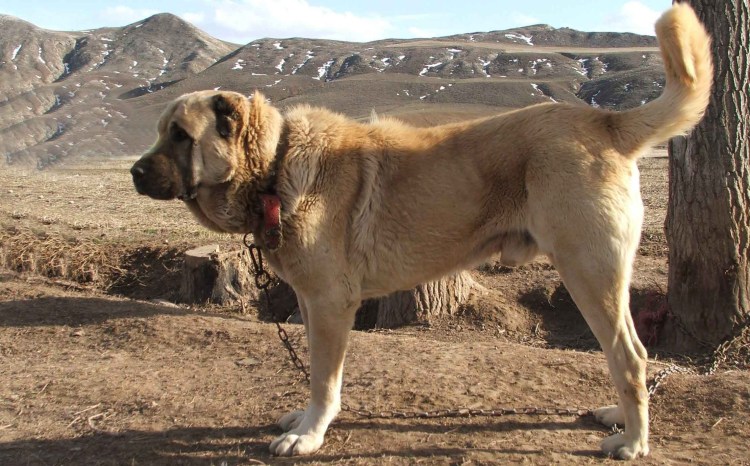 Анатолийская овчарка