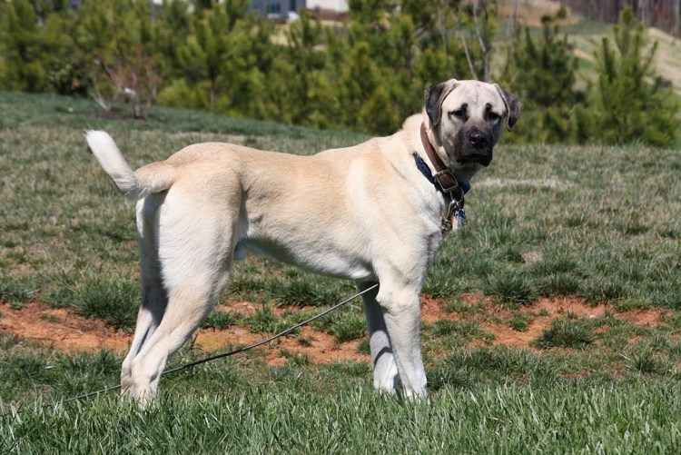 Собака волкодав кангал