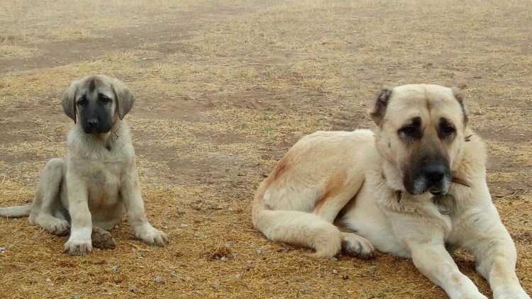 Кангала Анатолийская овчарка