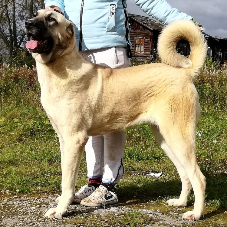 Щенки кангала