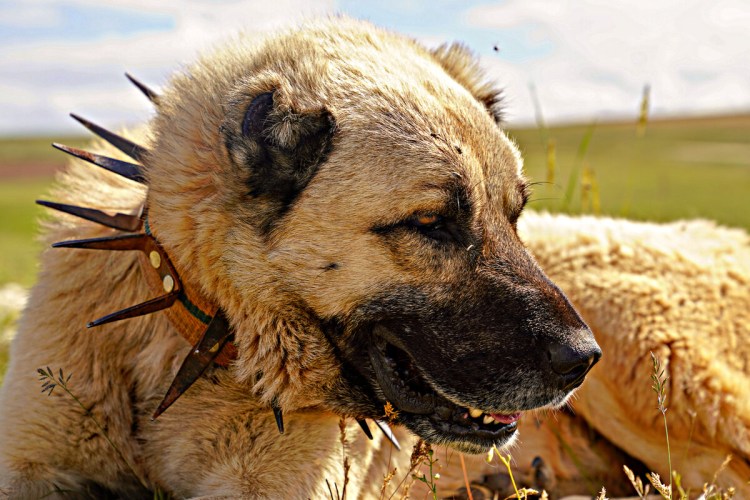 Турецкий кангал экстерьер