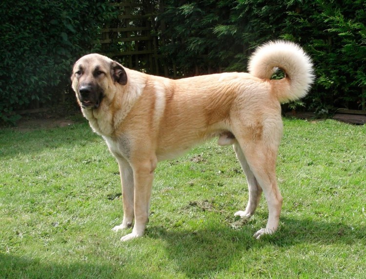 Турецкий кангал