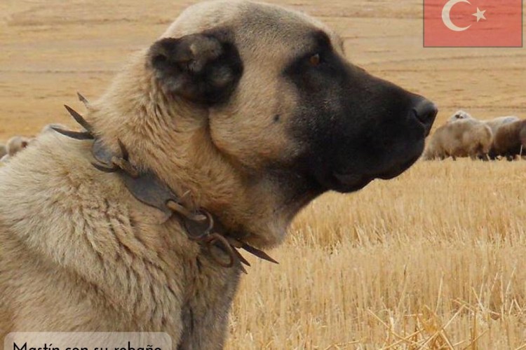 Кангал порода собак