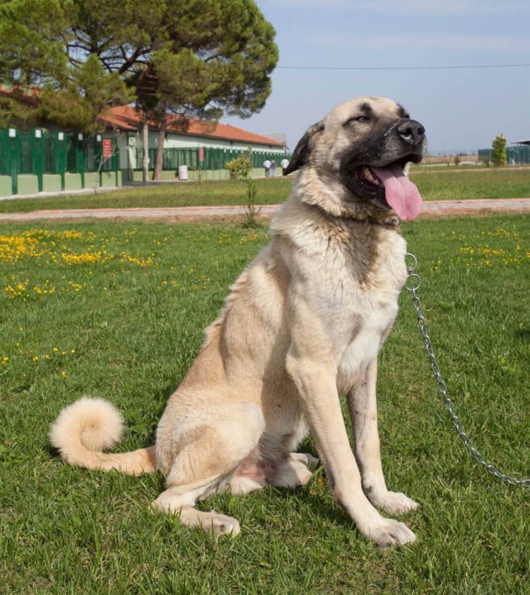 Кангал собака