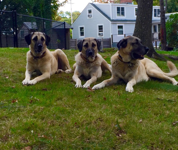 Акбаш американский собака