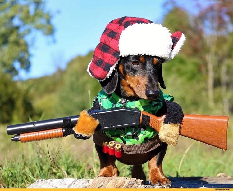 Костюм для собаки с автоматом