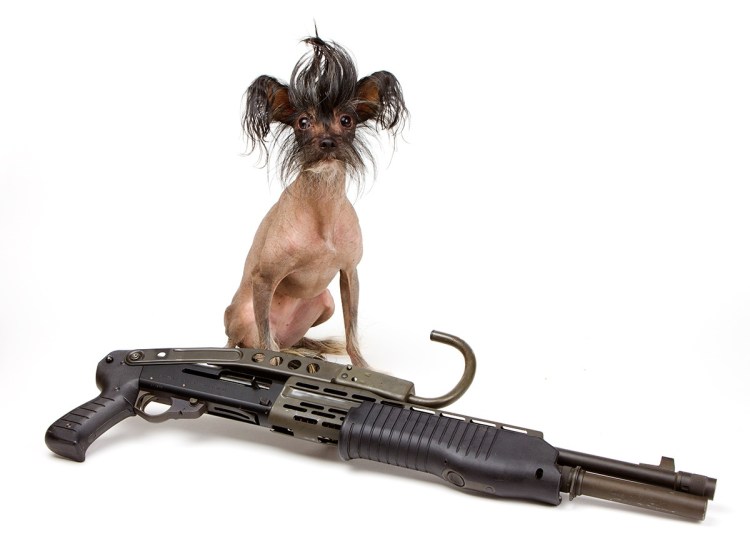 Собака с автоматом