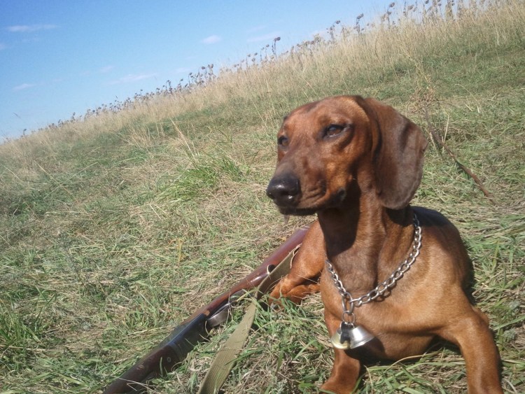 Такса охотничья