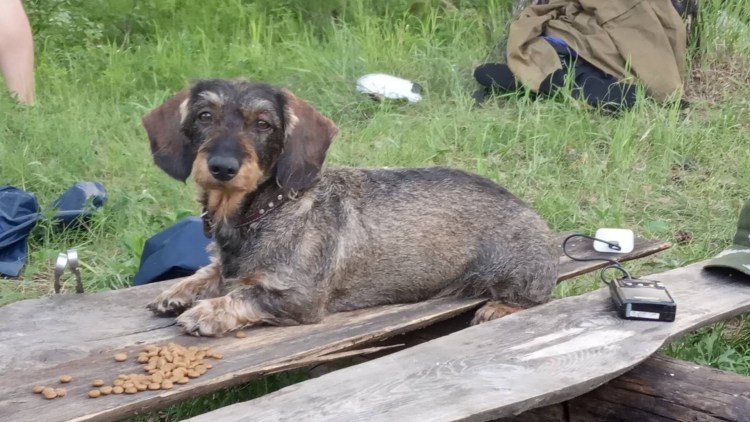 Охотничья жесткошерстная такса