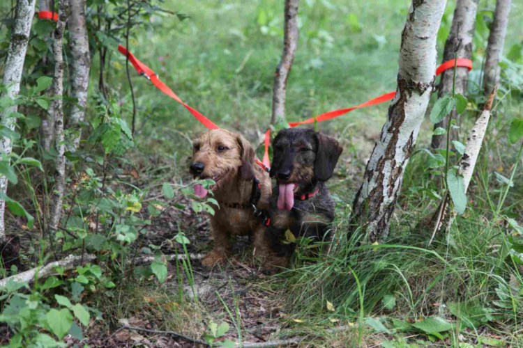 Такса в военной форме