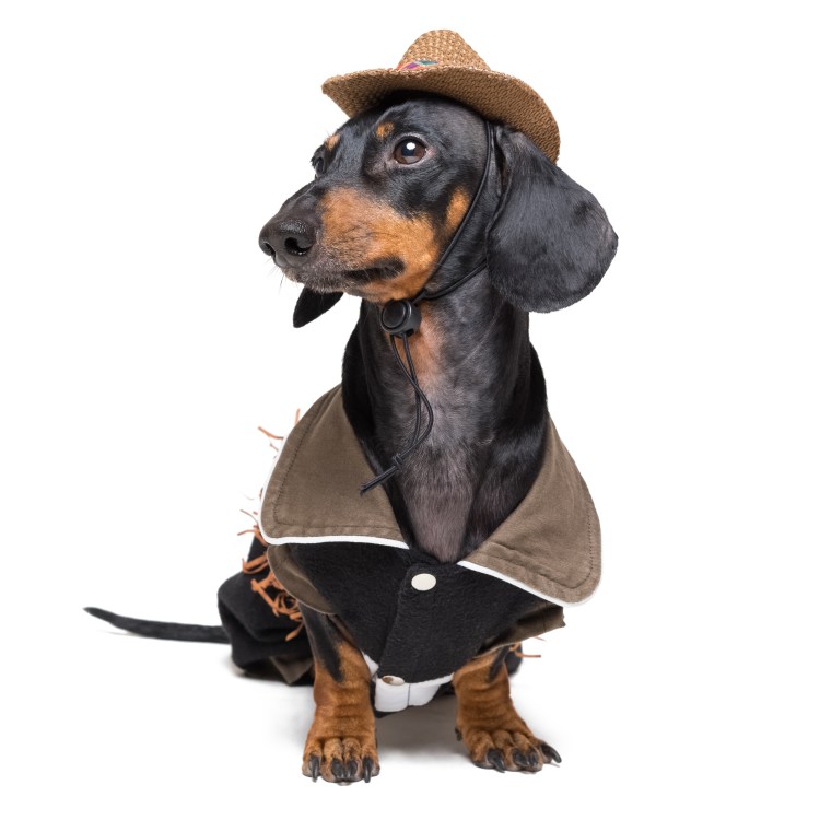 Такса ковбой