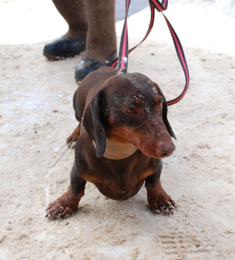 Такса охотничья