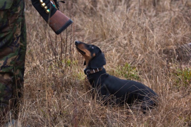 Такса охотник с ружьем