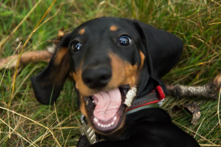 Охотничья короткошерстная такса