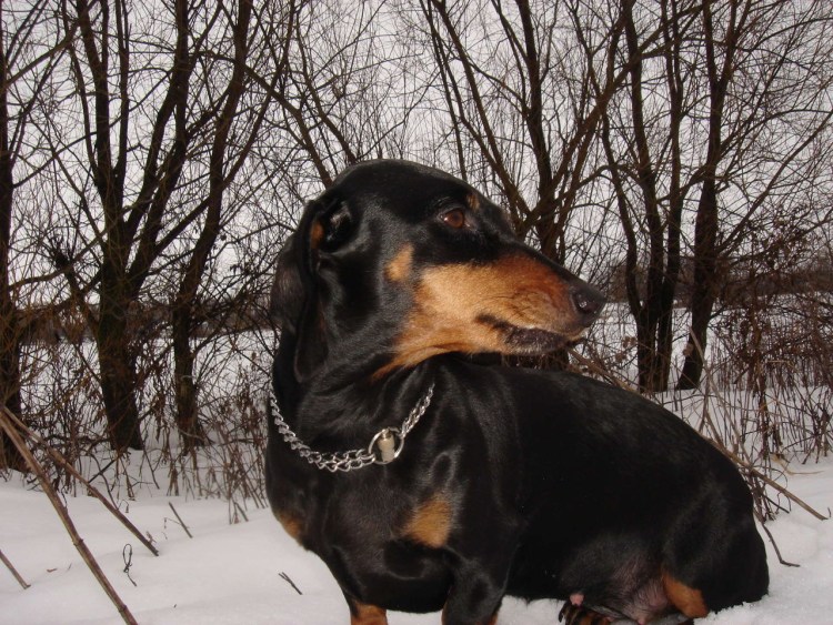 Такса в охотничьей стойке