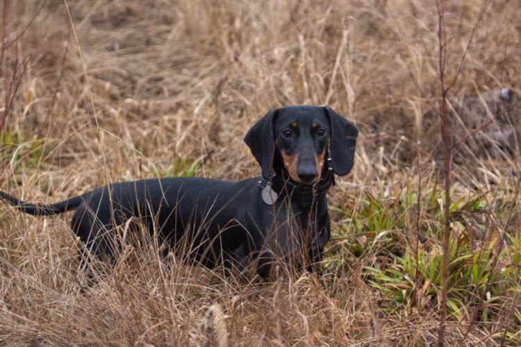 Такса охотничья