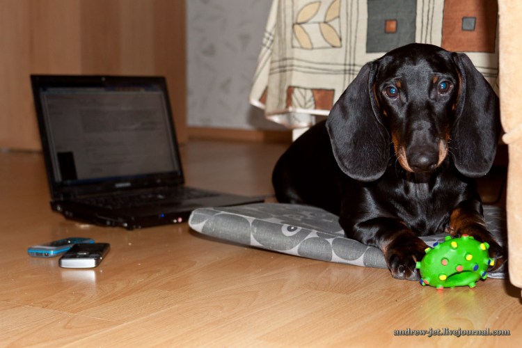 Такса с пистолетом