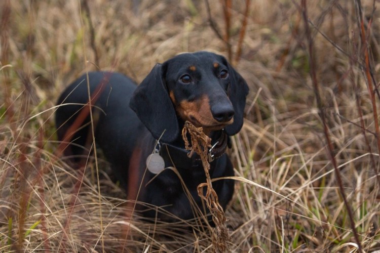 Такса охотничья норная