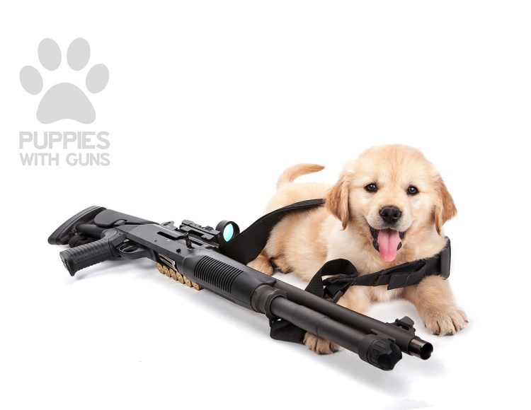 Собака с пистолетом