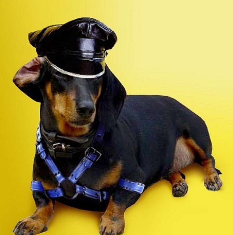 Такса в военной форме