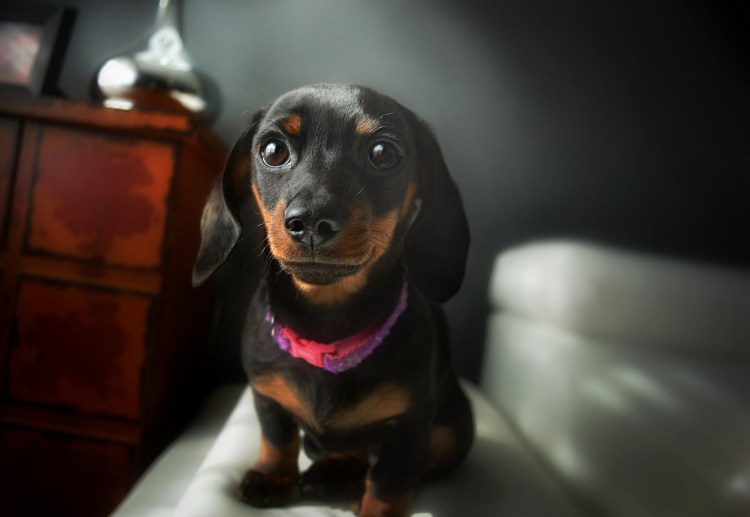 Такса кабелеукладчик