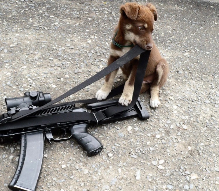 Собака с винтовкой