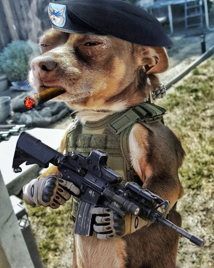 Собака с пистолетом