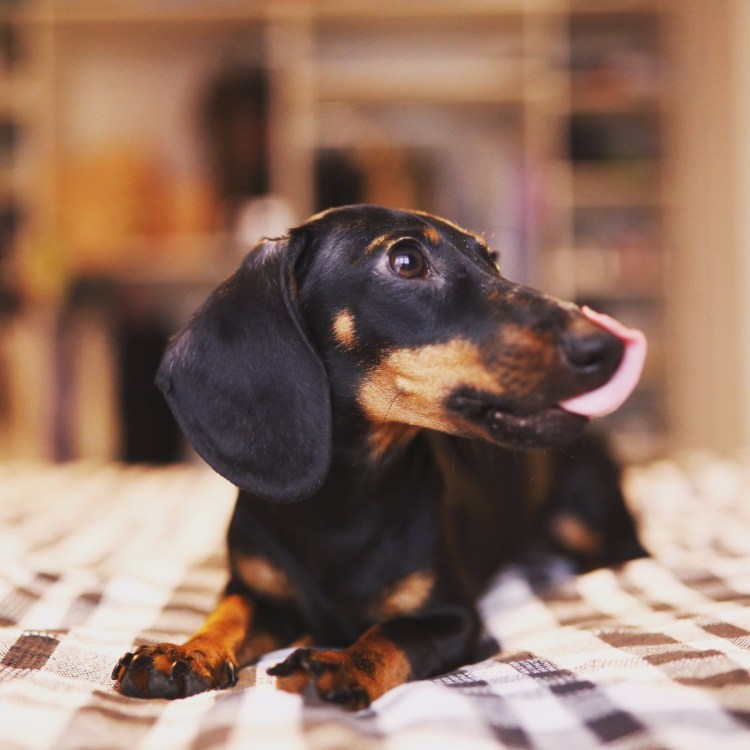 Глупая такса