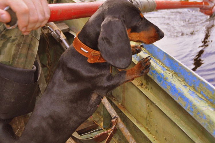 Такса с оружием