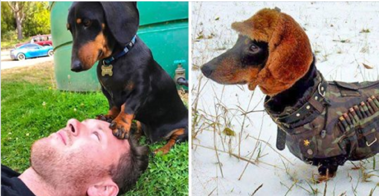 Такса фашист