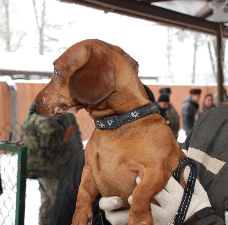 Такса с пулеметом