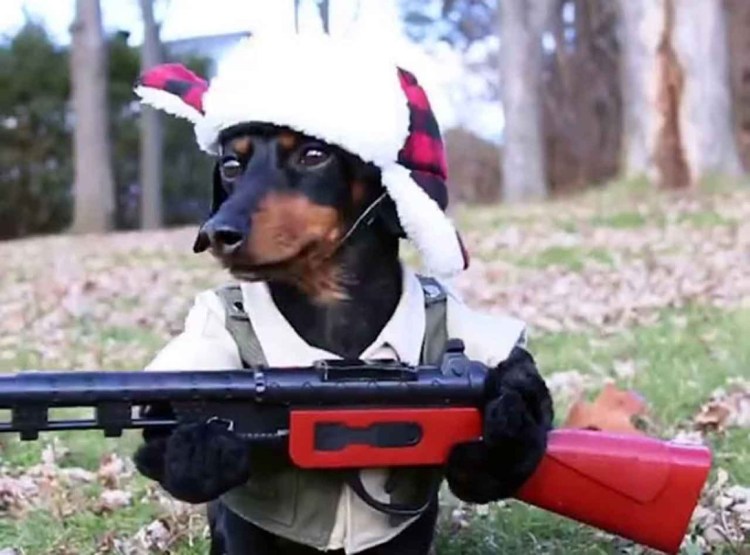 Собака с пистолетом