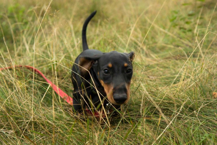 Стандартная такса на охоте