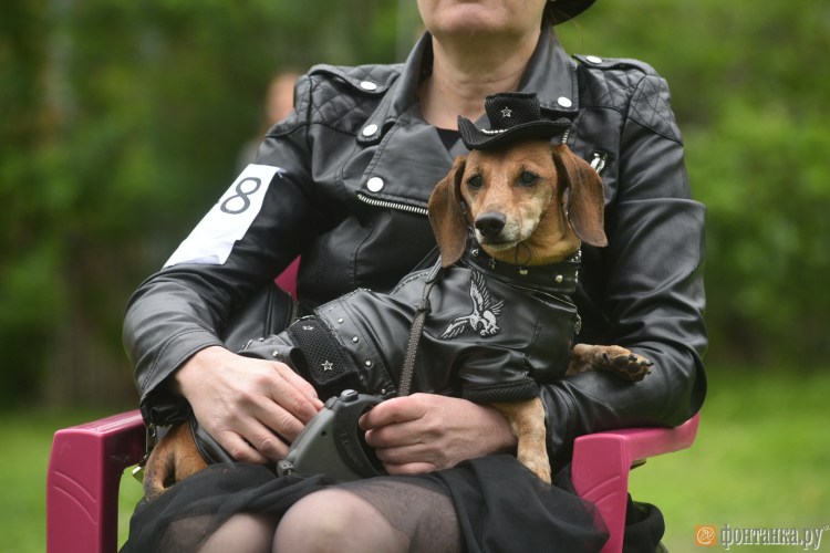 Такса в военной форме и автоматом