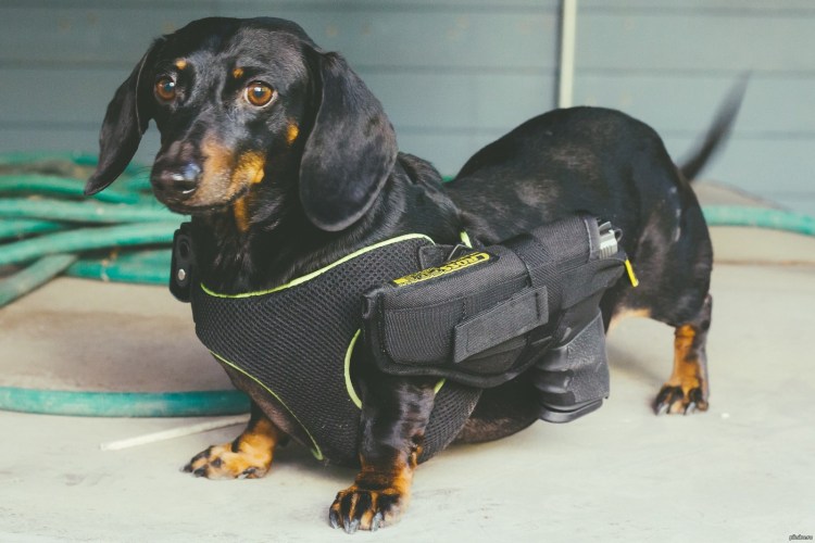 Такса в военной форме