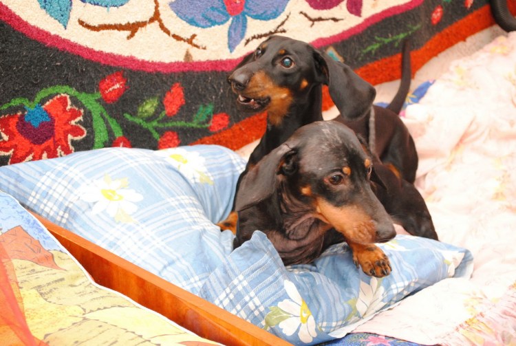 Вторник с таксами