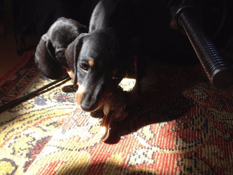 Такса с оружием