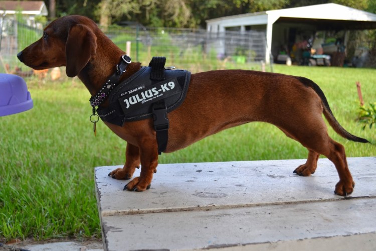 Такса Police k9