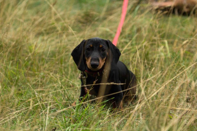 Такса охотничья