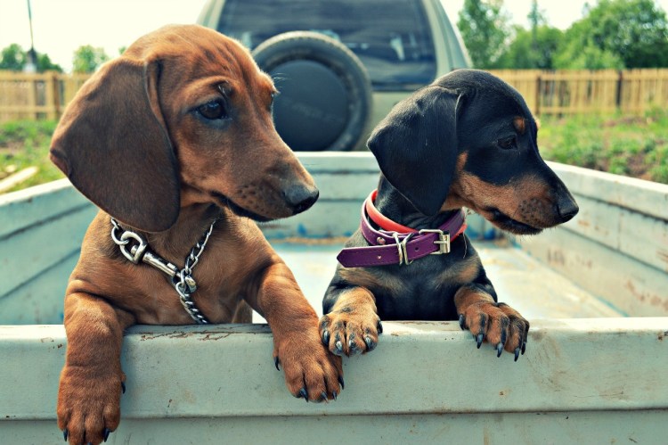 Броня на таксу