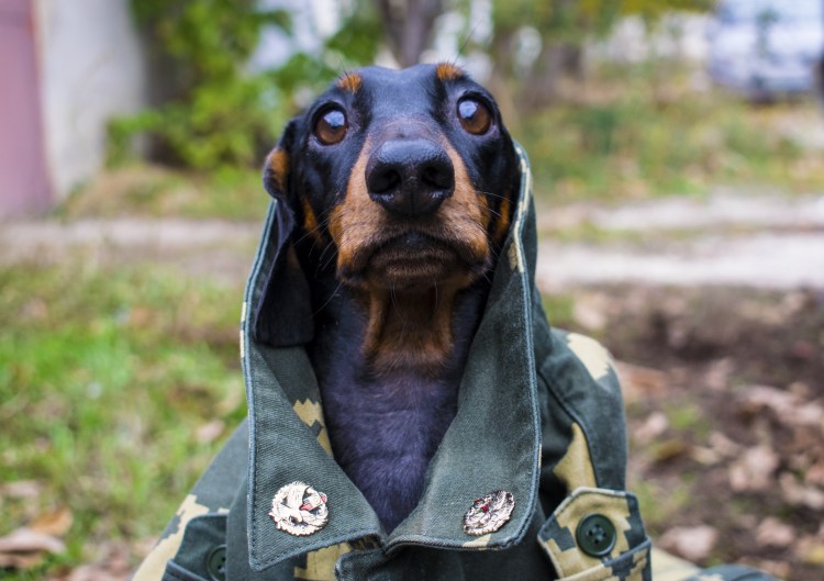 Такса собака