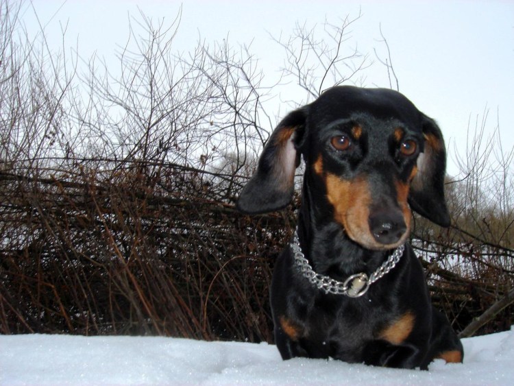 Охотничья такса черная с мордой