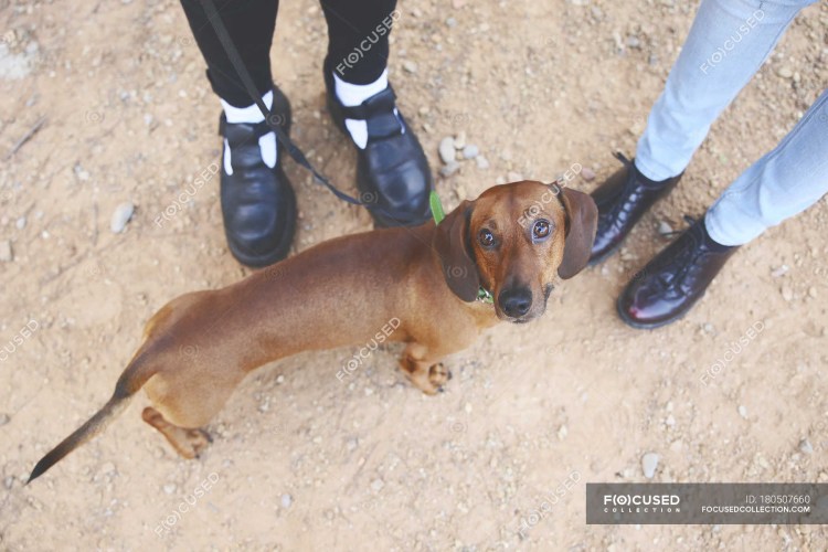 Такса с ключами в гараже